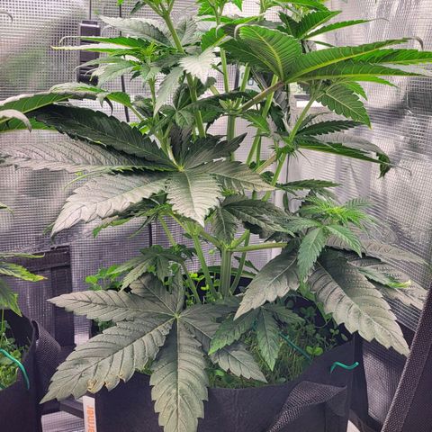 Wedding Cake X Gelato X Gelato 33 growlog timeline photo