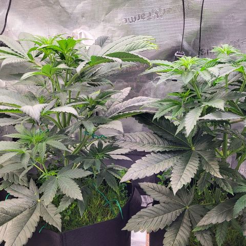Wedding Cake X Gelato X Gelato 33 growlog timeline photo
