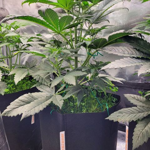 Wedding Cake X Gelato X Gelato 33 growlog timeline photo