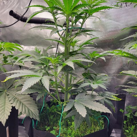 Wedding Cake X Gelato X Gelato 33 growlog timeline photo