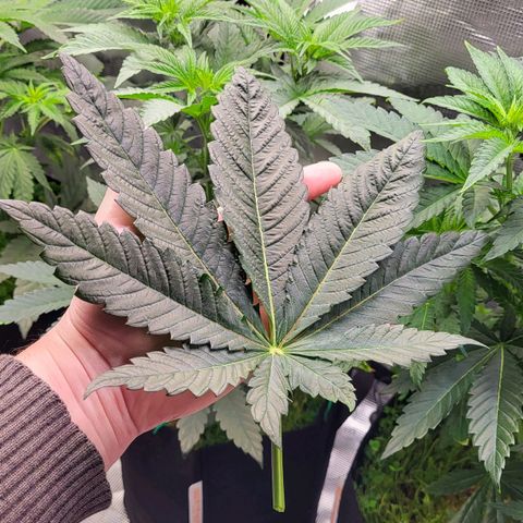 Wedding Cake X Gelato X Gelato 33 growlog timeline photo