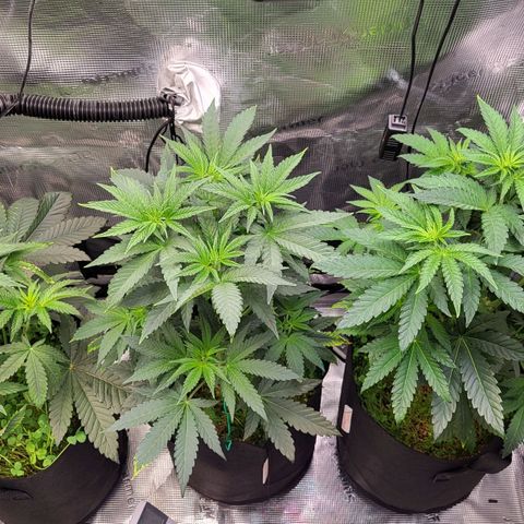 Wedding Cake X Gelato X Gelato 33 growlog timeline photo