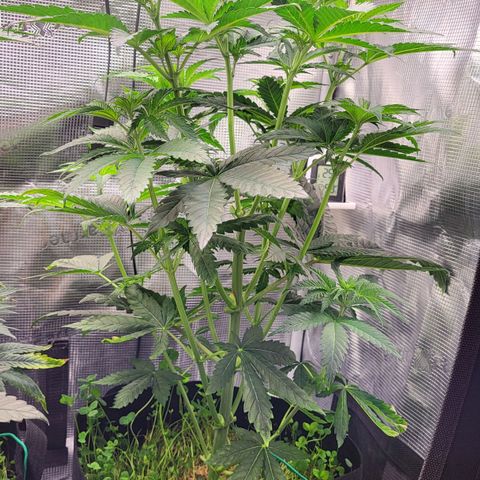 Wedding Cake X Gelato X Gelato 33 growlog timeline photo