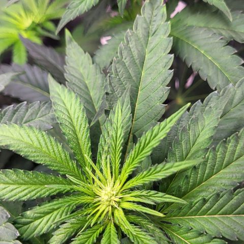 Wedding Cake X Gelato X Gelato 33 growlog photo: Es nimmt Fahrt auf.