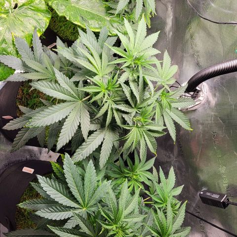 Wedding Cake X Gelato X Gelato 33 growlog timeline photo