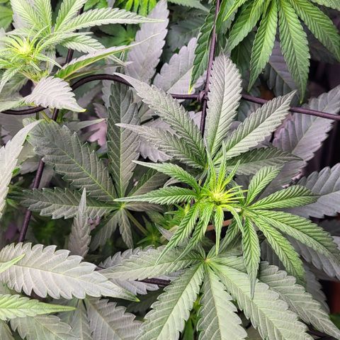 Wedding Cake X Gelato X Gelato 33 growlog timeline photo