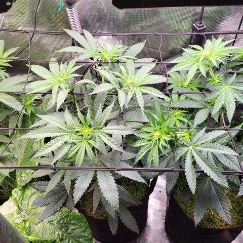 Wedding Cake X Gelato X Gelato 33 growlog timeline photo
