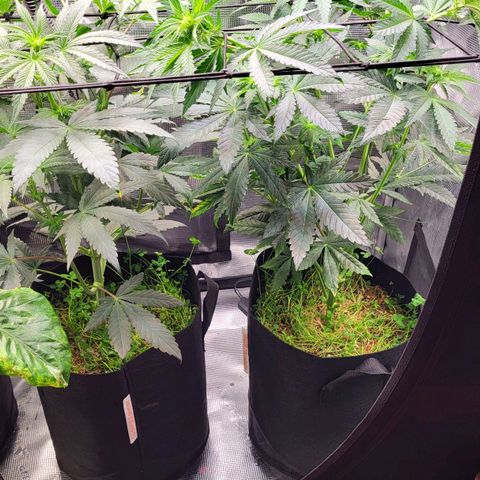 Wedding Cake X Gelato X Gelato 33 growlog timeline photo