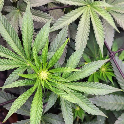 Wedding Cake X Gelato X Gelato 33 growlog timeline photo
