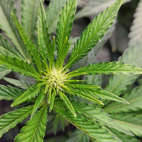 Wedding Cake X Gelato X Gelato 33 growlog timeline photo