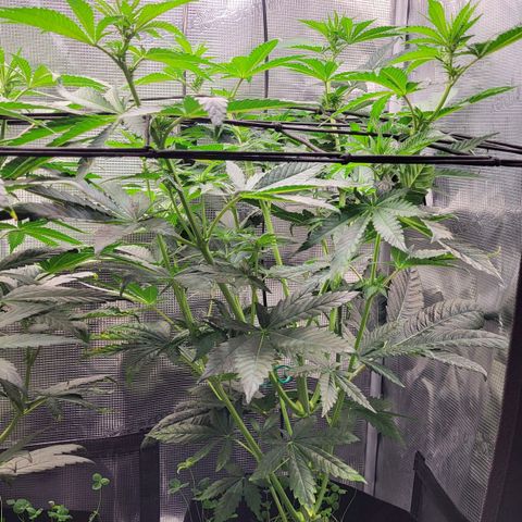 Wedding Cake X Gelato X Gelato 33 growlog timeline photo