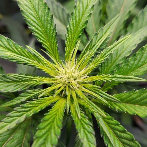 Wedding Cake X Gelato X Gelato 33 growlog timeline photo