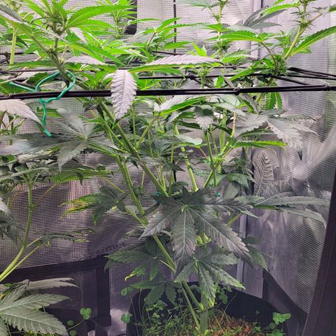 Wedding Cake X Gelato X Gelato 33 growlog timeline photo