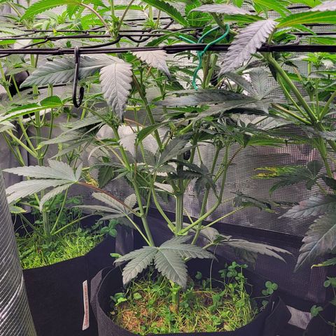 Wedding Cake X Gelato X Gelato 33 growlog timeline photo