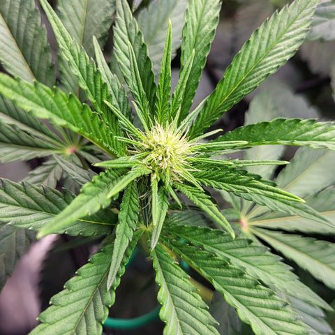 Wedding Cake X Gelato X Gelato 33 growlog timeline photo
