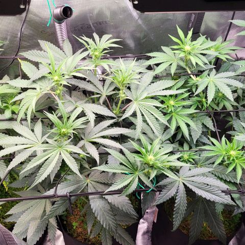 Wedding Cake X Gelato X Gelato 33 growlog timeline photo