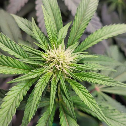 Wedding Cake X Gelato X Gelato 33 growlog timeline photo