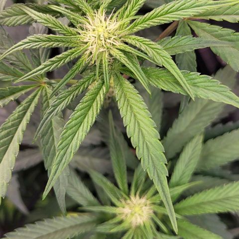 Wedding Cake X Gelato X Gelato 33 growlog timeline photo