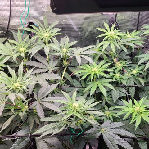 Wedding Cake X Gelato X Gelato 33 growlog timeline photo