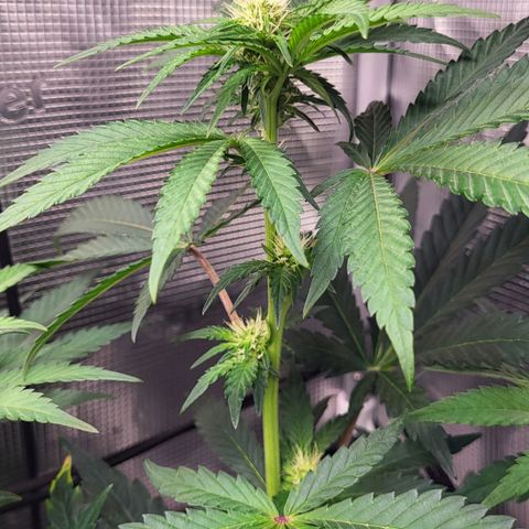 Wedding Cake X Gelato X Gelato 33 growlog timeline photo