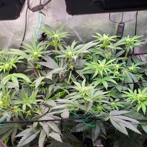 Wedding Cake X Gelato X Gelato 33 growlog timeline photo