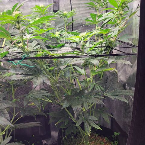 Wedding Cake X Gelato X Gelato 33 growlog timeline photo