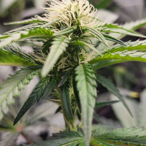 Wedding Cake X Gelato X Gelato 33 growlog timeline photo
