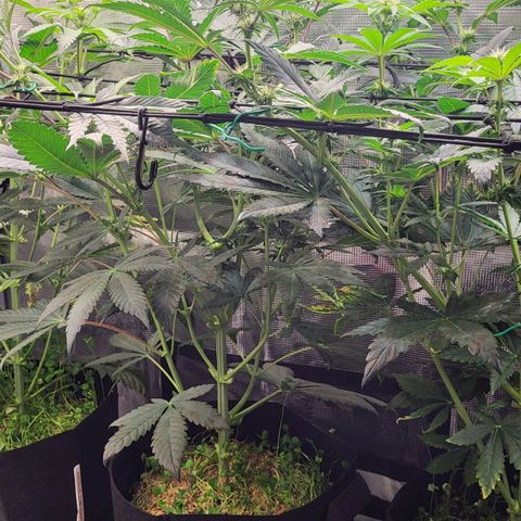 Wedding Cake X Gelato X Gelato 33 growlog timeline photo