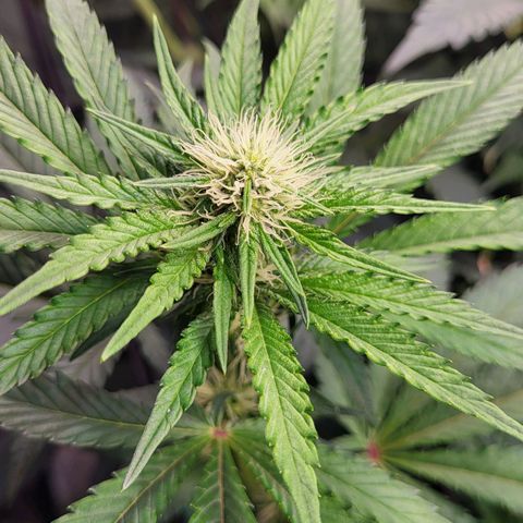Wedding Cake X Gelato X Gelato 33 growlog timeline photo