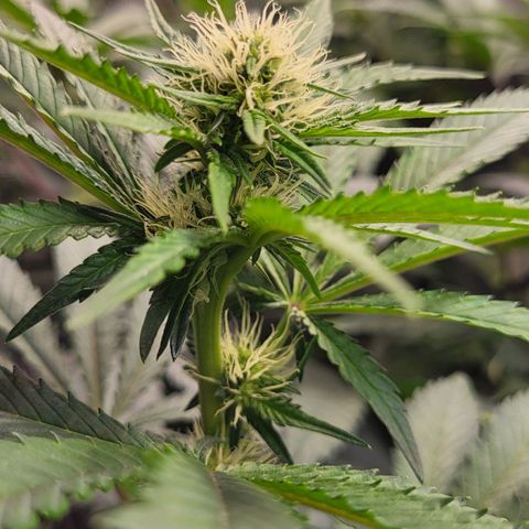 Wedding Cake X Gelato X Gelato 33 growlog timeline photo