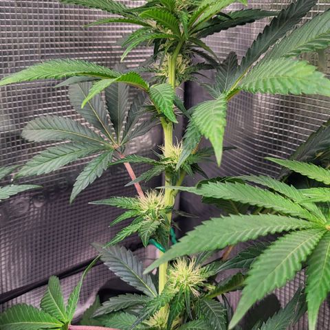 Wedding Cake X Gelato X Gelato 33 growlog timeline photo