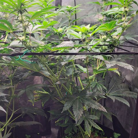 Wedding Cake X Gelato X Gelato 33 growlog timeline photo