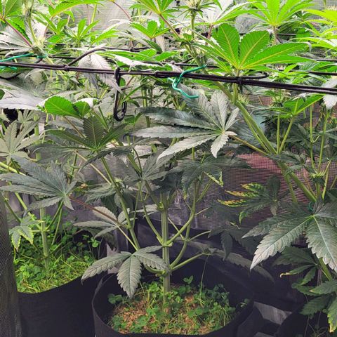Wedding Cake X Gelato X Gelato 33 growlog timeline photo