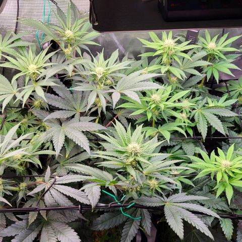 Wedding Cake X Gelato X Gelato 33 growlog timeline photo