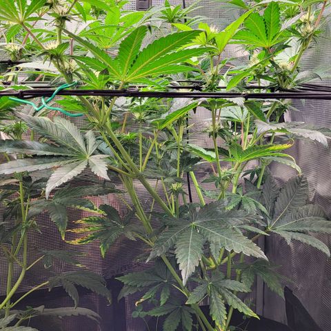 Wedding Cake X Gelato X Gelato 33 growlog timeline photo