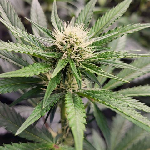 Wedding Cake X Gelato X Gelato 33 growlog timeline photo
