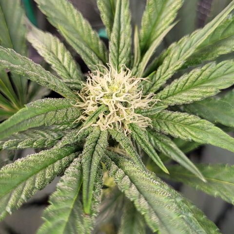 Wedding Cake X Gelato X Gelato 33 growlog timeline photo