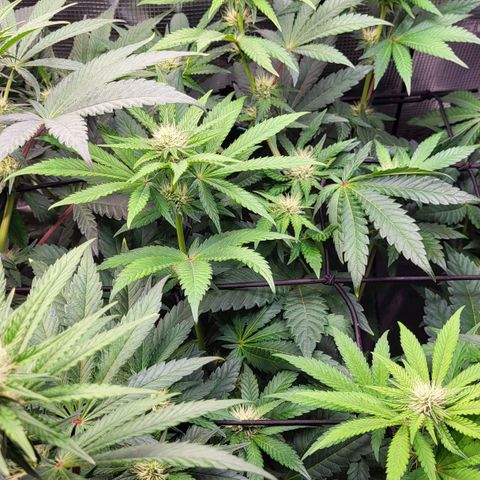 Wedding Cake X Gelato X Gelato 33 growlog timeline photo