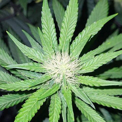 Wedding Cake X Gelato X Gelato 33 growlog timeline photo