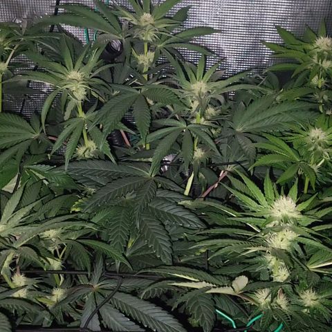 Wedding Cake X Gelato X Gelato 33 growlog timeline photo