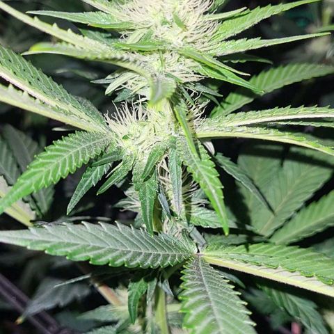 Wedding Cake X Gelato X Gelato 33 growlog timeline photo