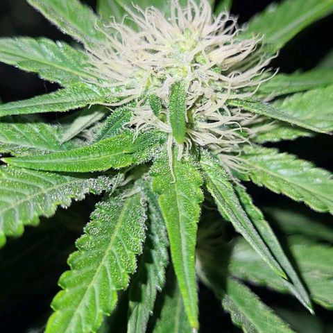 Wedding Cake X Gelato X Gelato 33 growlog timeline photo