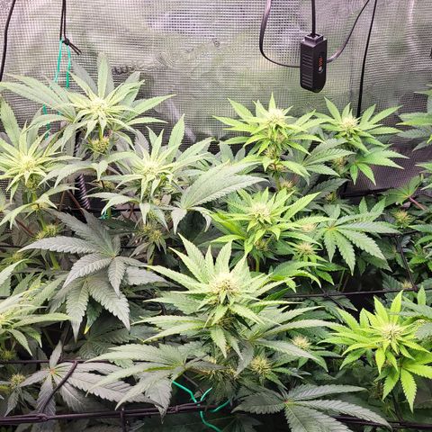 Wedding Cake X Gelato X Gelato 33 growlog timeline photo