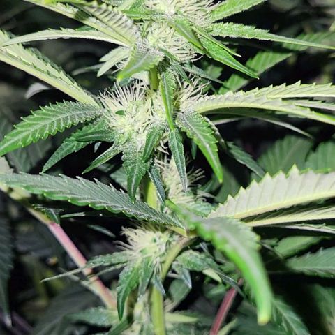 Wedding Cake X Gelato X Gelato 33 growlog timeline photo