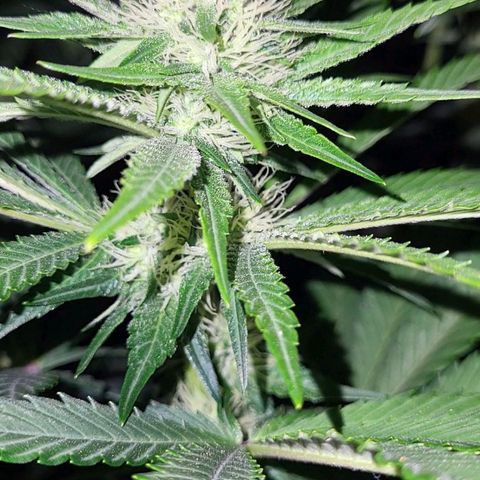 Wedding Cake X Gelato X Gelato 33 growlog timeline photo