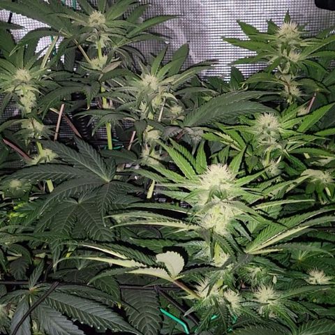 Wedding Cake X Gelato X Gelato 33 growlog timeline photo