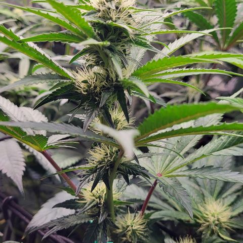 Wedding Cake X Gelato X Gelato 33 growlog timeline photo