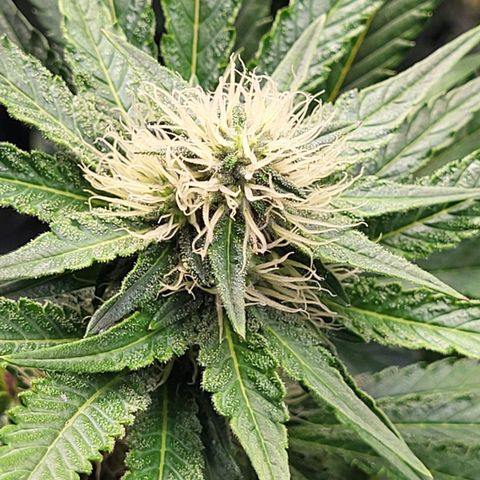 Wedding Cake X Gelato X Gelato 33 growlog timeline photo
