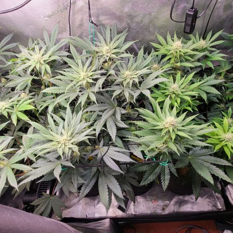 Wedding Cake X Gelato X Gelato 33 growlog timeline photo