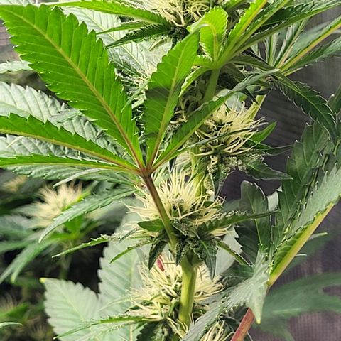 Wedding Cake X Gelato X Gelato 33 growlog timeline photo